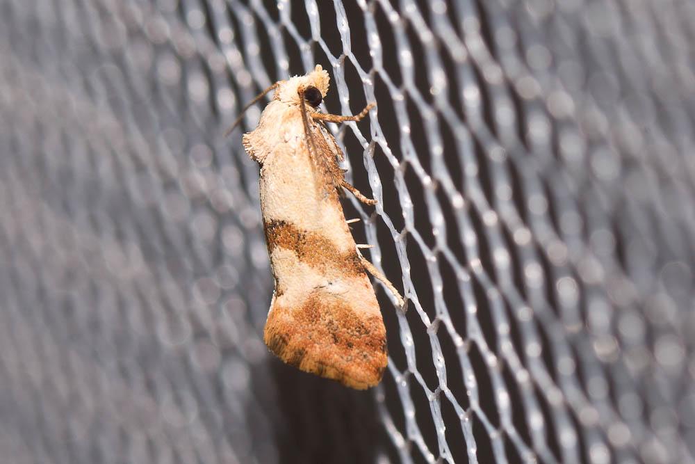Cochylis epilinana Duponchel, 1842