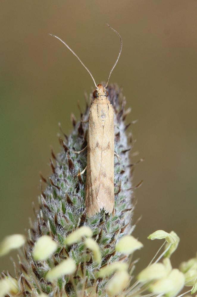Homoeosoma sinuella (Fabricius, 1794)