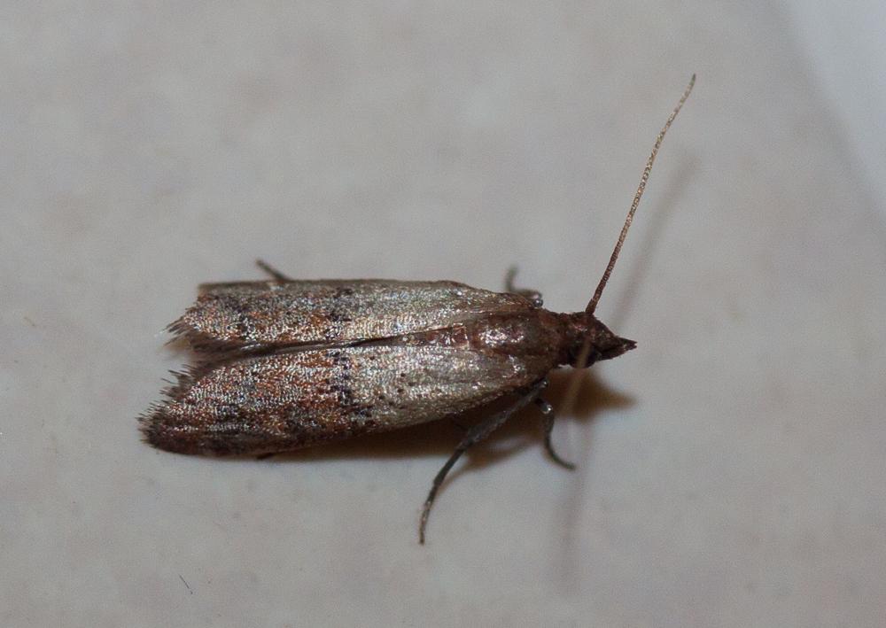 Plodia interpunctella (Hübner, 1813)