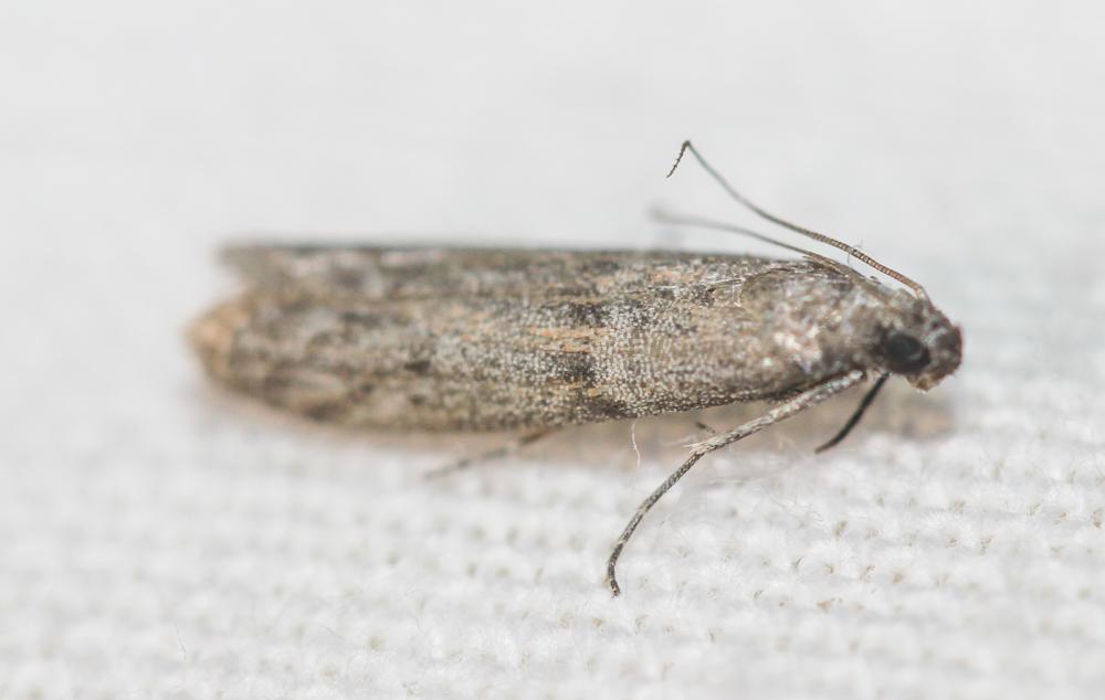 Cadra furcatella (Herrich-Schäffer, 1849)