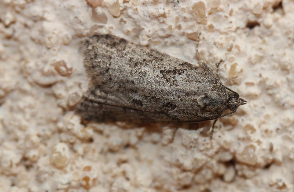  Cnephasia cupressivorana (Staudinger, 1871)