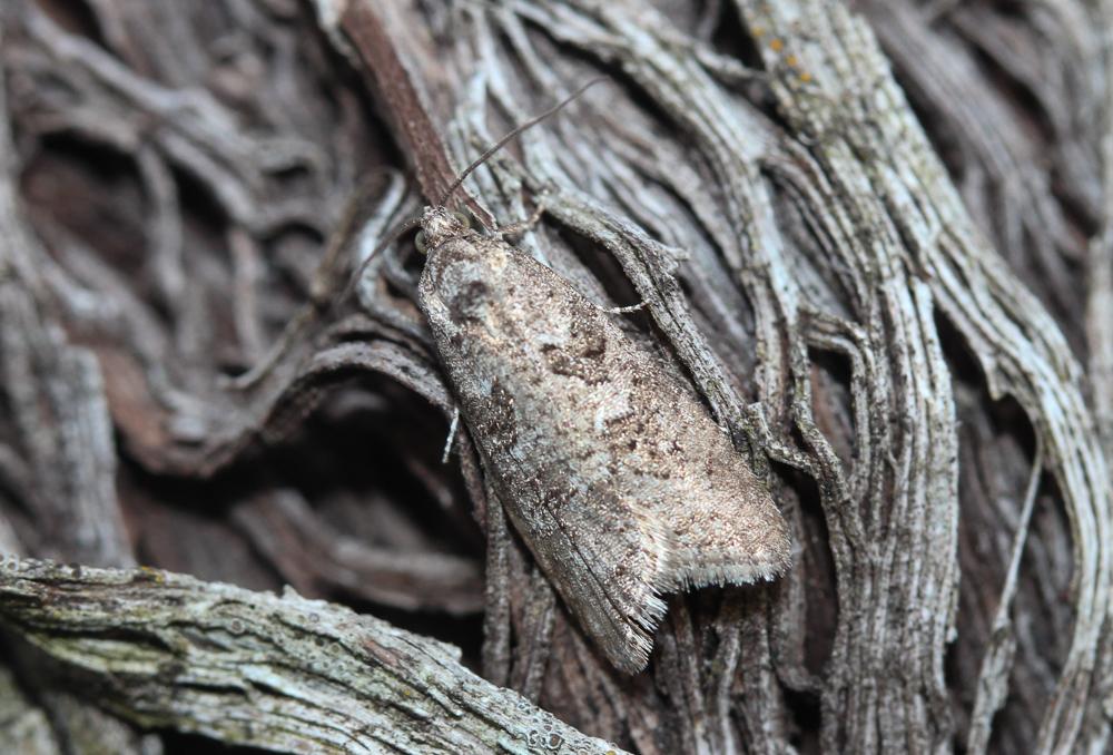  Cnephasia cupressivorana (Staudinger, 1871)