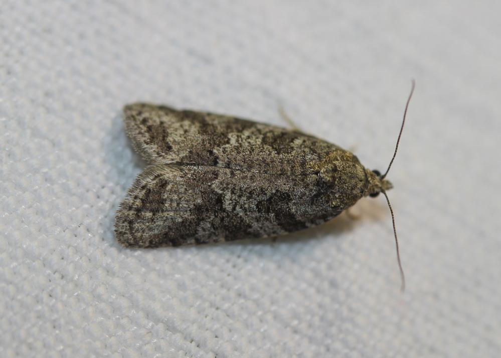  Cnephasia cupressivorana (Staudinger, 1871)