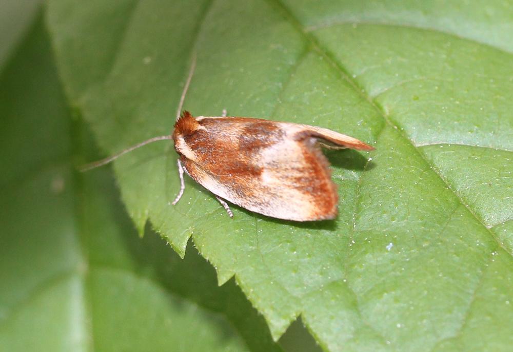  Eulia ministrana (Linnaeus, 1758)