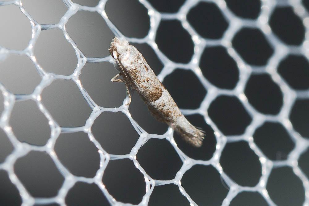 Cedestis subfasciella (Stephens, 1834)