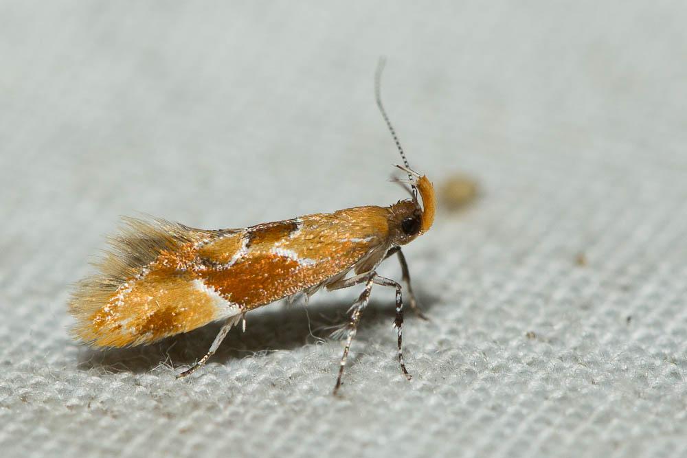 Epicallima formosella (Denis & Schiffermüller, 1775)