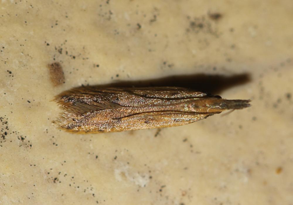 Dichomeris acuminata (Staudinger, 1876)