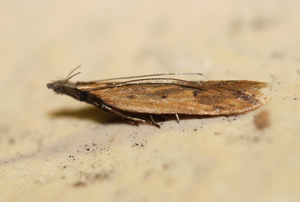 Dichomeris acuminata (Staudinger, 1876)
