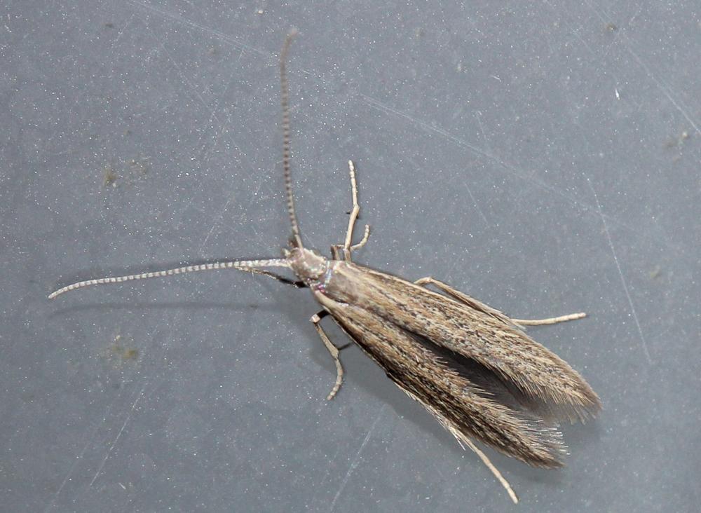 Coleophora motacillella Zeller, 1849