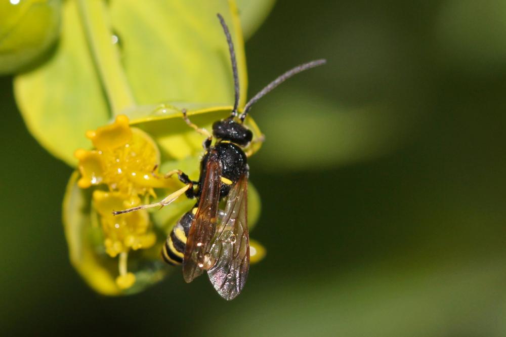 Crabronidae Latreille, 1802