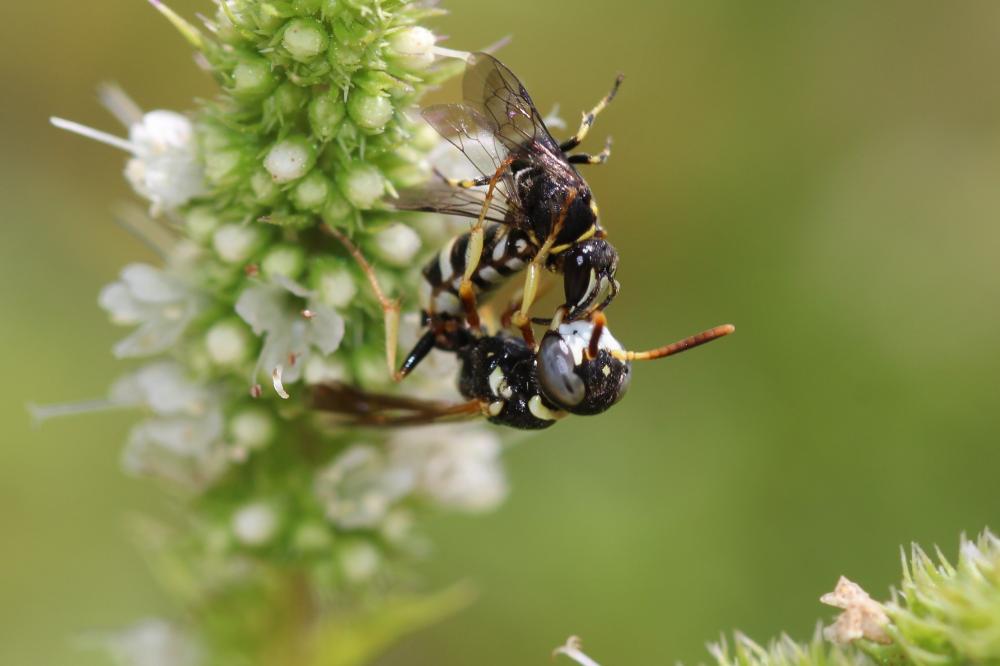 Philanthus pulchellus Spinola, 1843