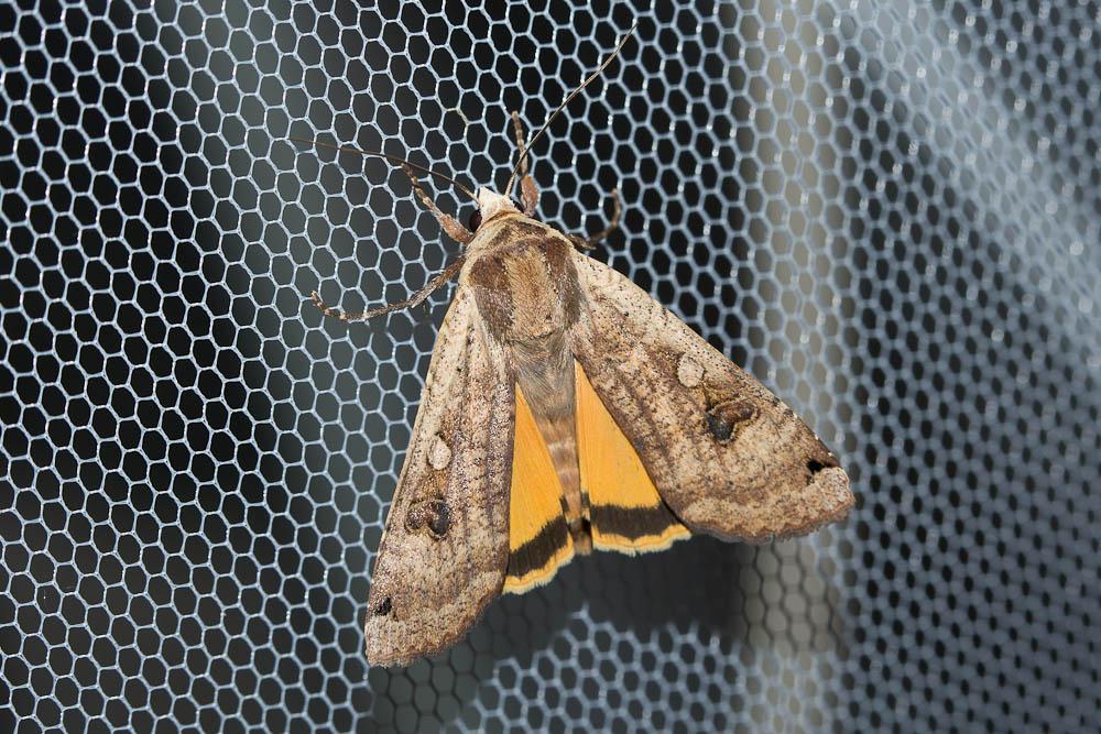 Hibou (Le) Noctua pronuba (Linnaeus, 1758)
