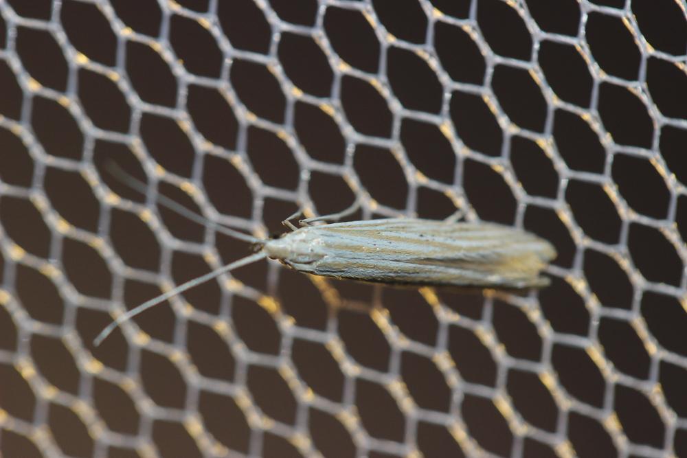  Coleophora nutantella Mühlig & Frey, 1857