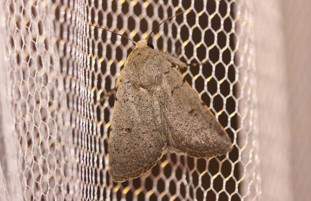 Caradrine aspergée (La) Caradrina aspersa Rambur, 1834