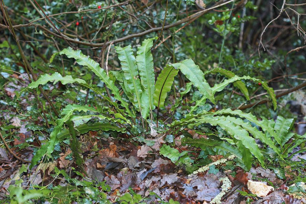 Scolopendre, Scolopendre officinale Asplenium scolopendrium L., 1753