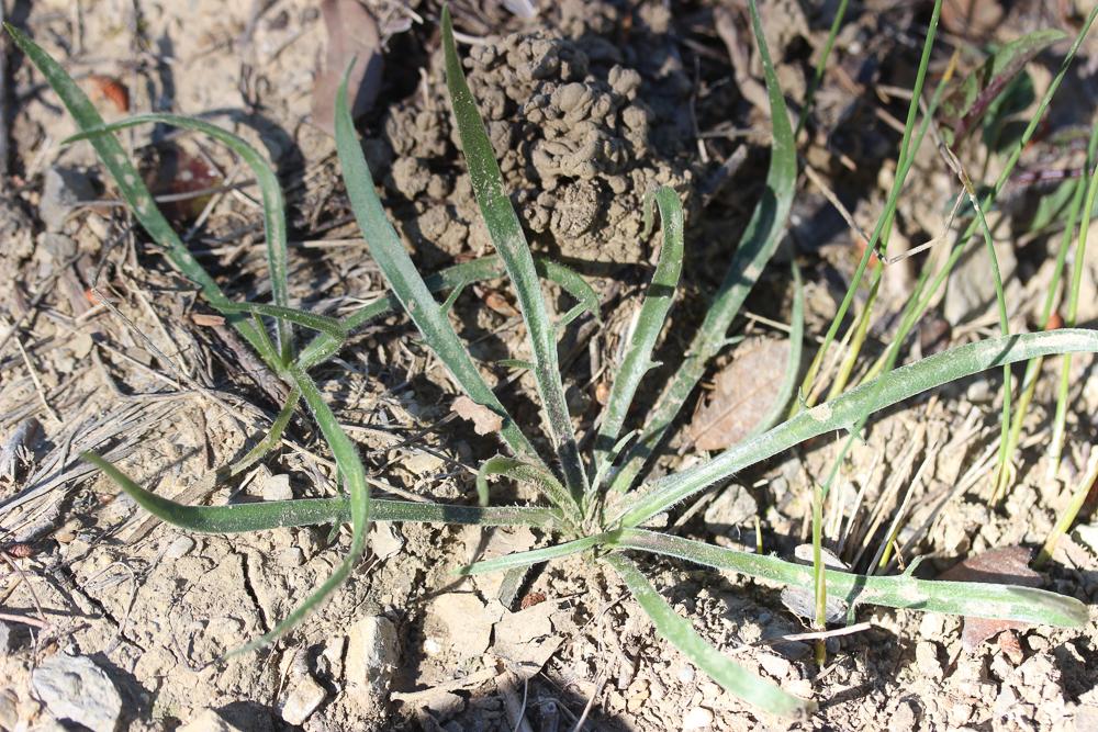 Cupidone, Catananche bleue, Cigaline Catananche caerulea L., 1753