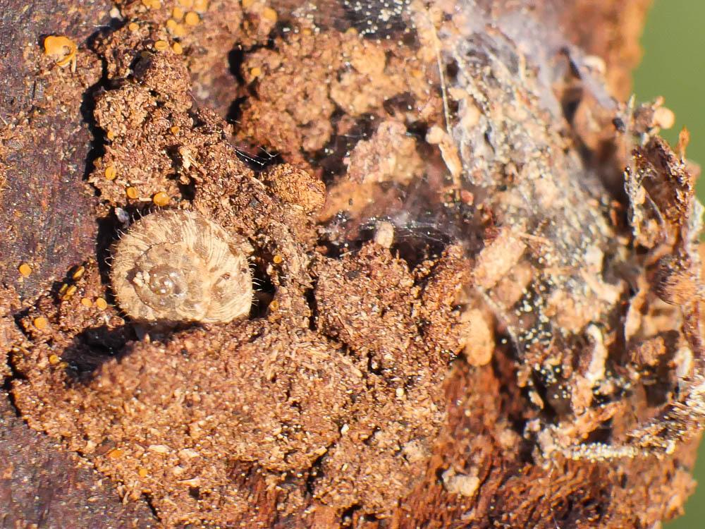 Escargotin cosmopolite Paralaoma servilis (Shuttleworth, 1852)