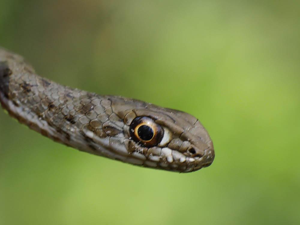 Couleuvre de Montpellier Malpolon monspessulanus (Hermann, 1804)