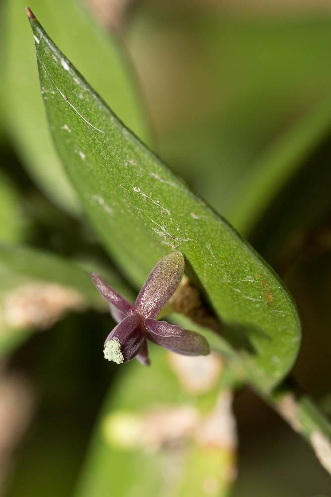 Fragon, Petit houx, Buis piquant Ruscus aculeatus L., 1753