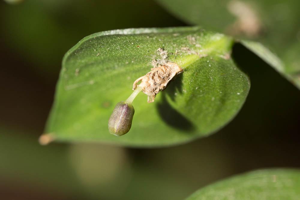 Fragon, Petit houx, Buis piquant Ruscus aculeatus L., 1753