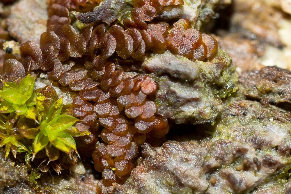 Frullania dilatata (L.) Dumort., 1835