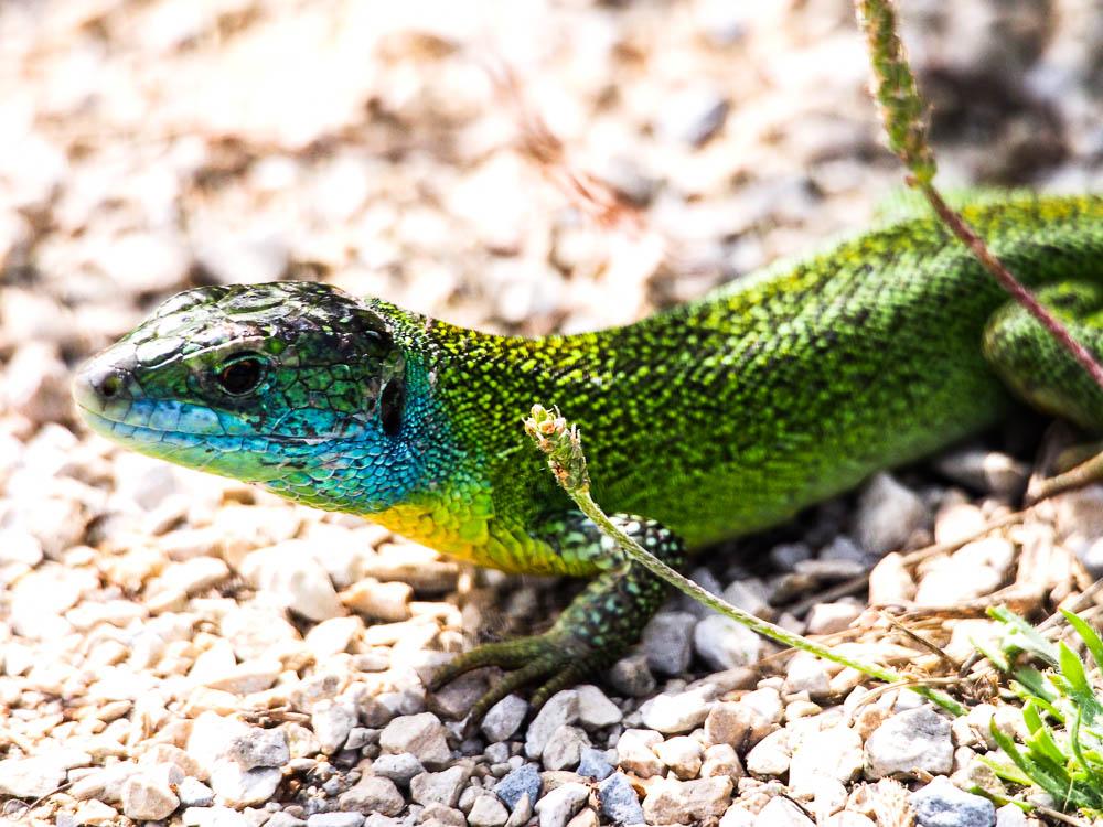 Lézard vert Lacerta bilineata Daudin, 1802