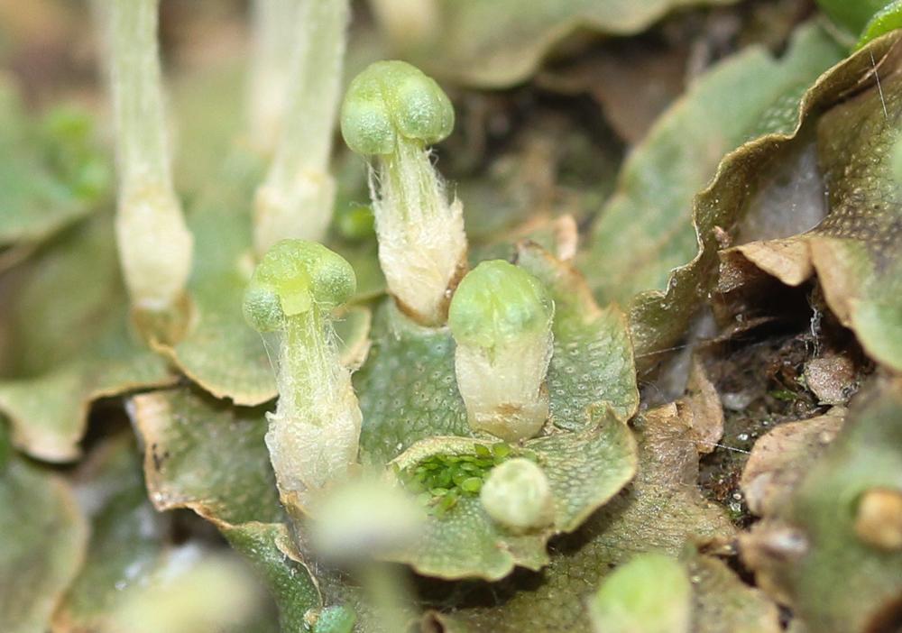 Lunularia cruciata (L.) Dumort. ex Lindb., 1868