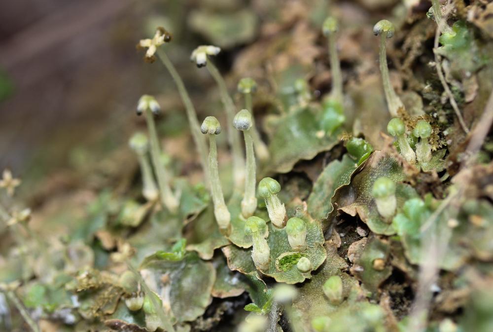 Lunularia cruciata (L.) Dumort. ex Lindb., 1868