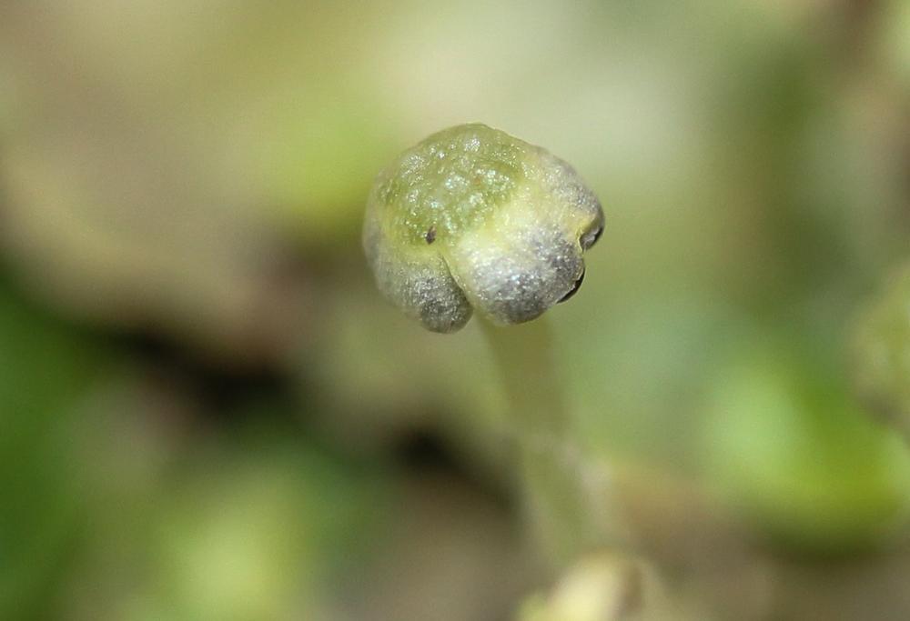 Lunularia cruciata (L.) Dumort. ex Lindb., 1868