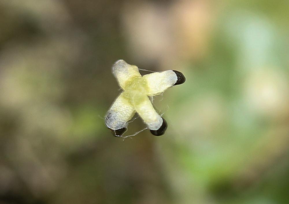 Lunularia cruciata (L.) Dumort. ex Lindb., 1868