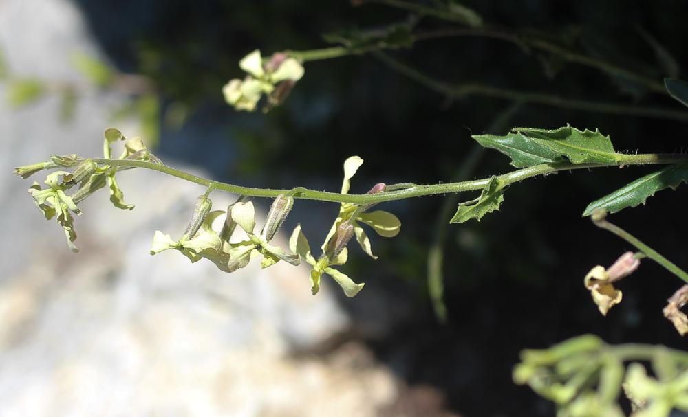 Julienne à feuilles laciniées Hesperis laciniata All., 1785