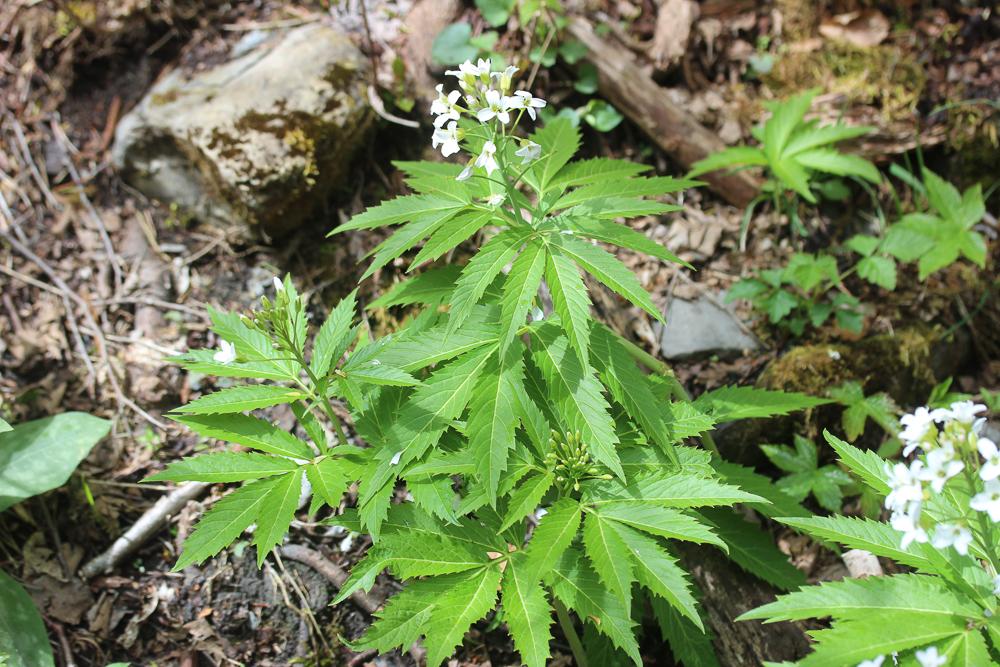 Dentaire pennée Cardamine heptaphylla (Vill.) O.E.Schulz, 1903