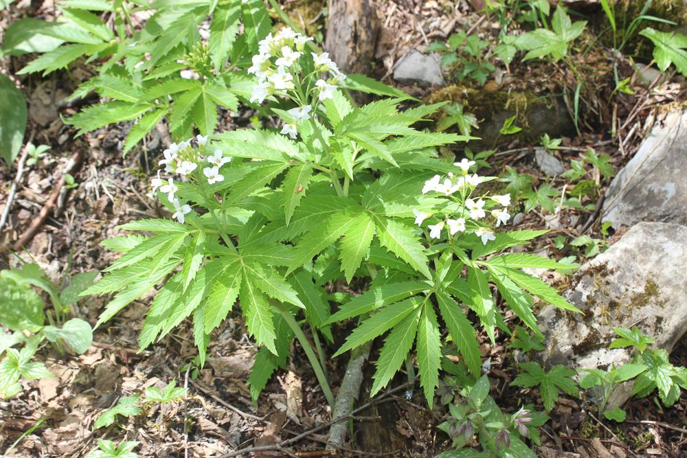 Dentaire pennée Cardamine heptaphylla (Vill.) O.E.Schulz, 1903