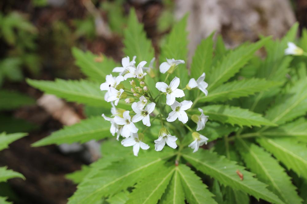 Dentaire pennée Cardamine heptaphylla (Vill.) O.E.Schulz, 1903
