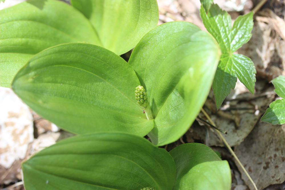Grande Listère Neottia ovata (L.) Bluff & Fingerh., 1837