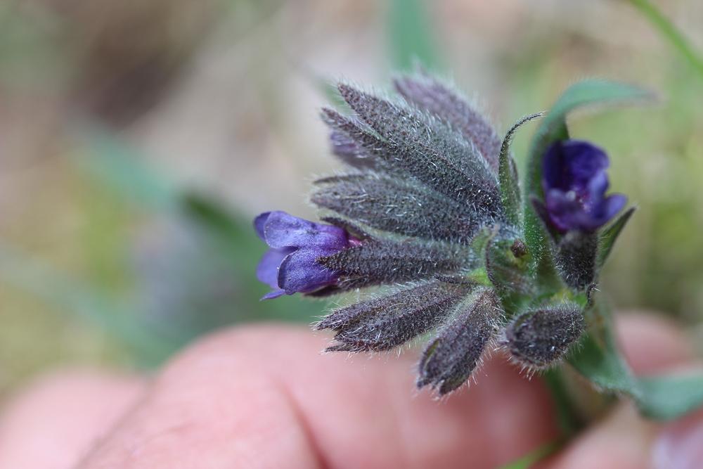 Pulmonaire à feuilles étroites Pulmonaria angustifolia L., 1753