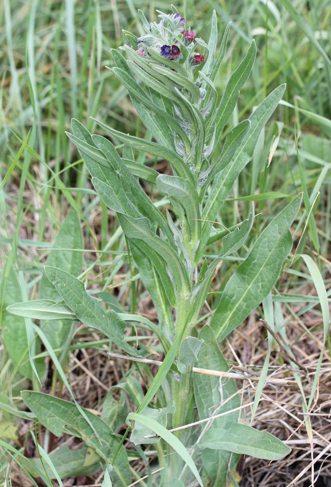 Cynoglosse officinale Cynoglossum officinale L., 1753