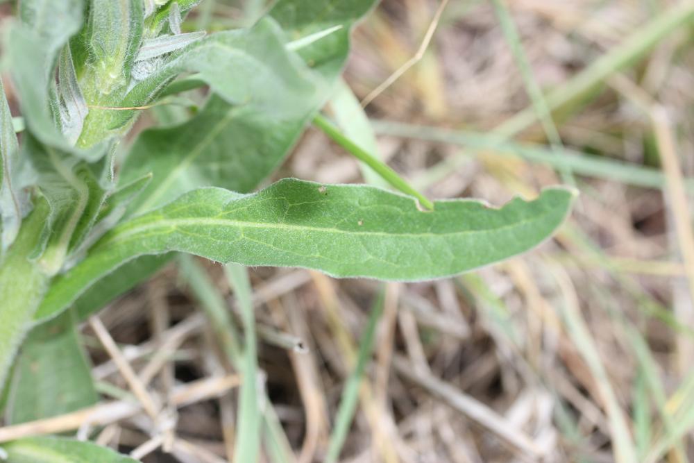 Cynoglosse officinale Cynoglossum officinale L., 1753