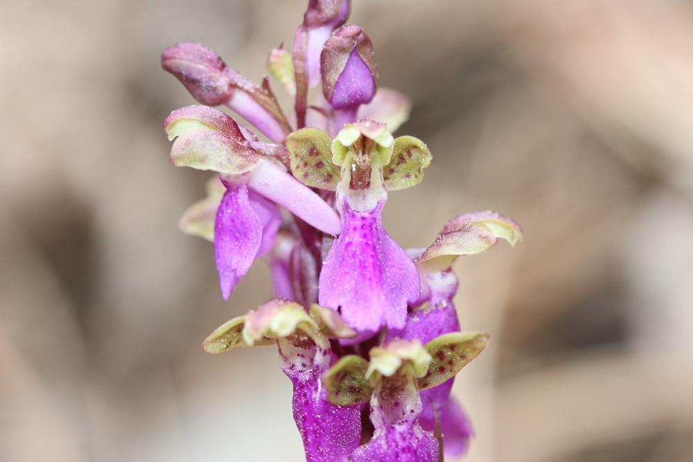 Orchis de Spitzel Orchis spitzelii Saut. ex W.D.J.Koch, 1837