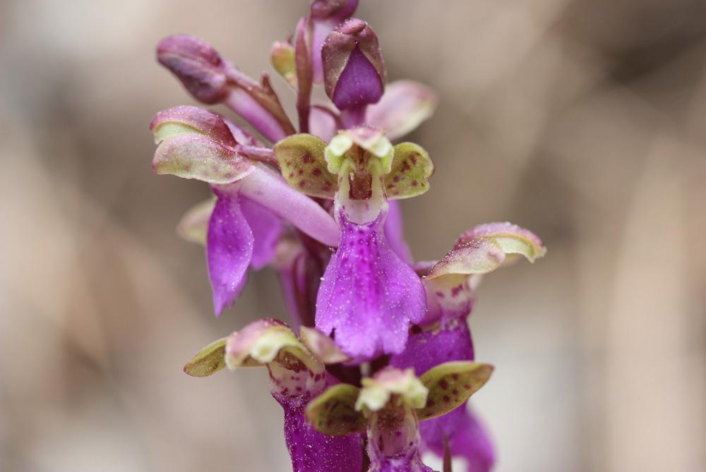 Orchis de Spitzel Orchis spitzelii Saut. ex W.D.J.Koch, 1837