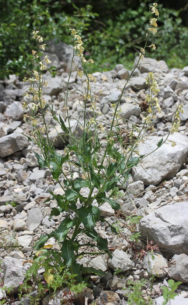 Julienne à feuilles laciniées Hesperis laciniata All., 1785
