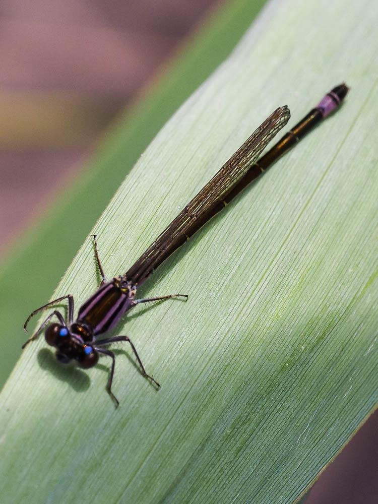 Agrion élégant Ischnura elegans (Vander Linden, 1820)