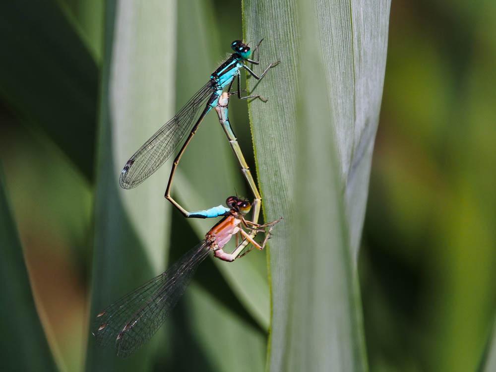 Agrion élégant Ischnura elegans (Vander Linden, 1820)