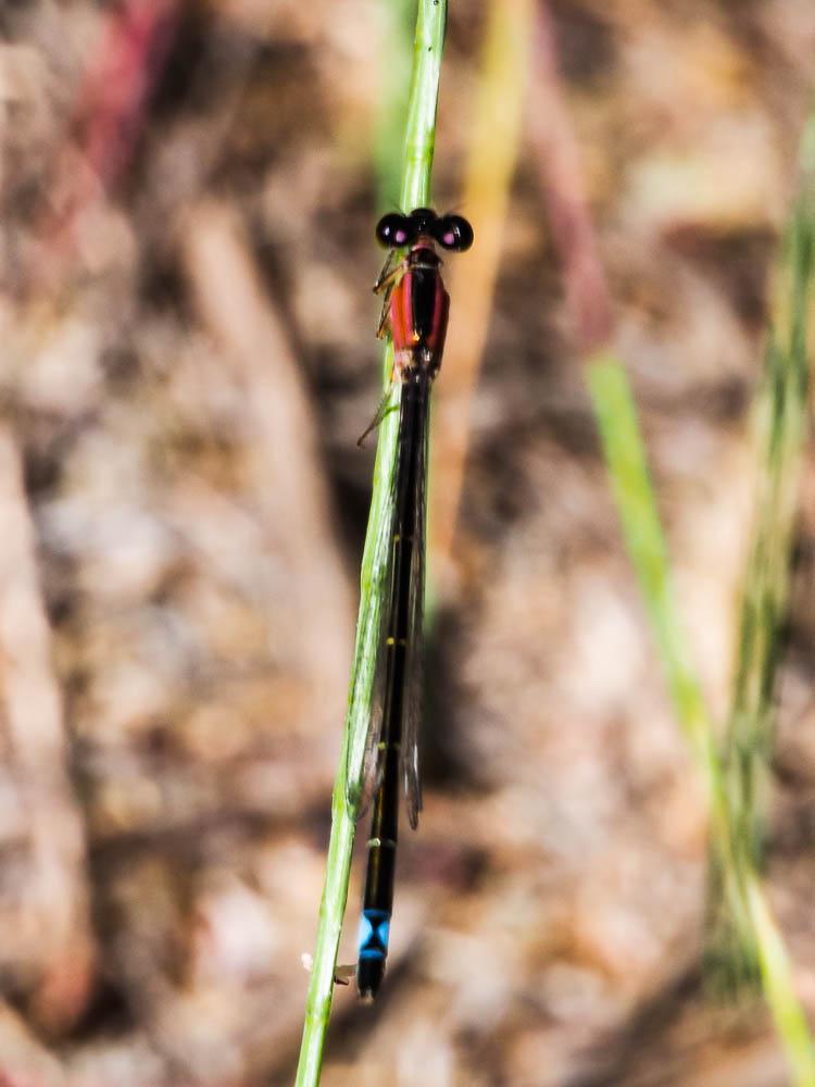 Agrion élégant Ischnura elegans (Vander Linden, 1820)