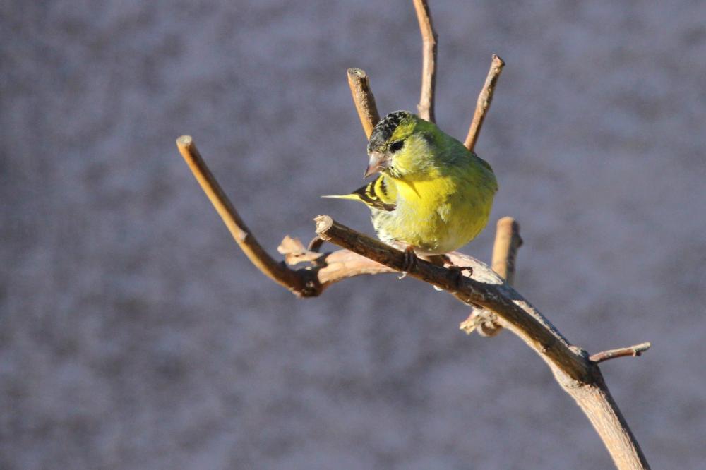 Tarin des aulnes Carduelis spinus (Linnaeus, 1758)