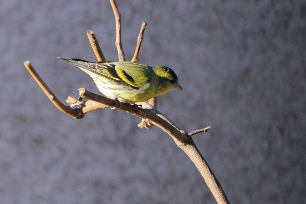 Tarin des aulnes Carduelis spinus (Linnaeus, 1758)
