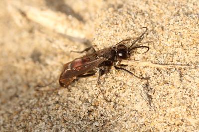  Pompilidae Latreille, 1805