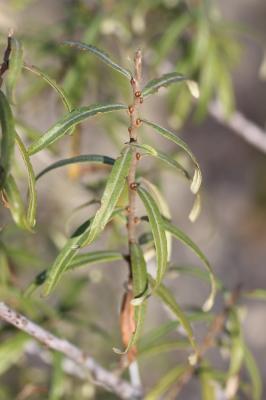 Argousier, Saule épineux Hippophae rhamnoides L., 1753