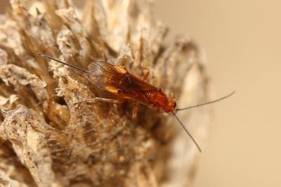  Braconidae Nees, 1811