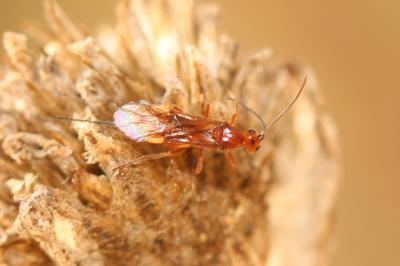  Braconidae Nees, 1811